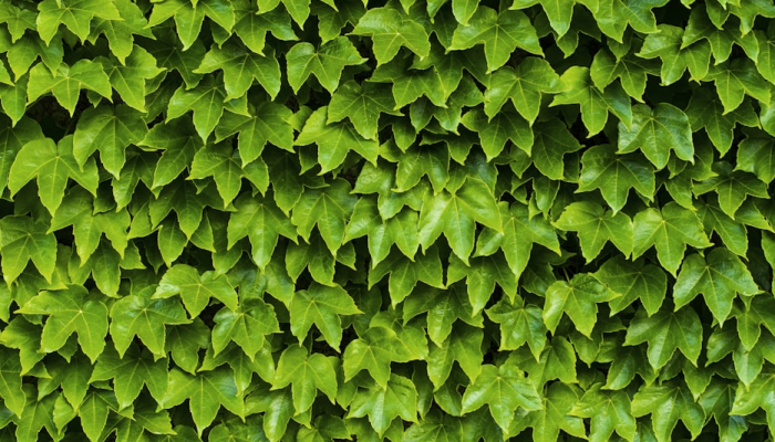 辅助神器“新畅游互娱真的确实有挂”(透视)其实确实有挂