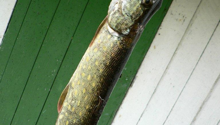 开挂辅助工具“微乐跑得快开挂教程”其实确实有挂