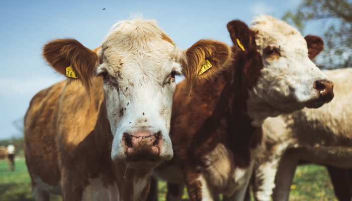 万能开挂辅助“情怀麻将开挂必赢神器”开挂(透视)辅助教程