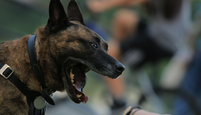 开挂辅助工具“哈狗游戏辅助软件”开挂(透视)辅助教程 开挂辅助工具“哈狗游戏辅助软件”开挂(透视)辅助教程