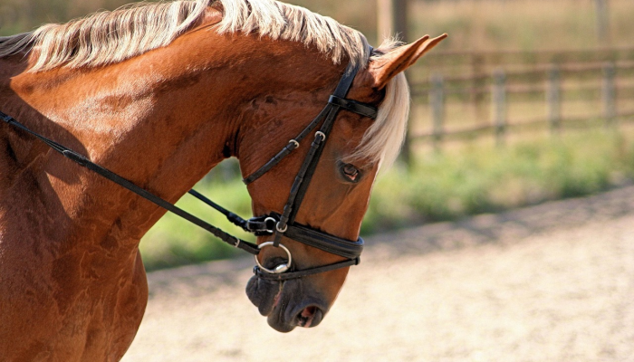 开挂辅助工具“微乐湖南麻将开挂下载最新版”(透视)其实确实有挂