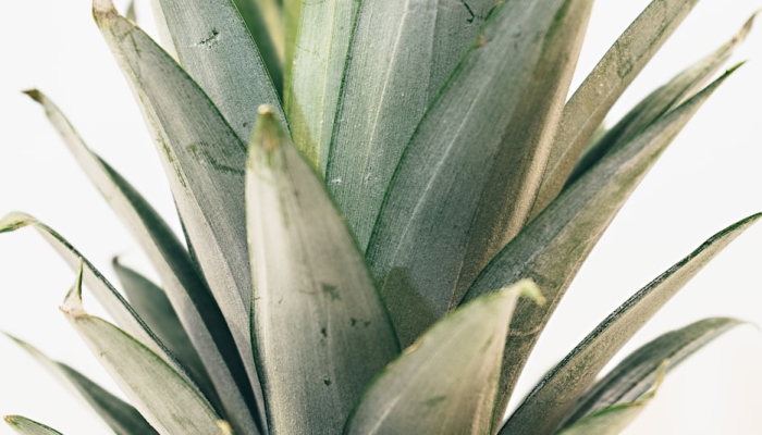 万能开挂辅助“樱花梦雨真的有挂吗”详细分享装挂步骤