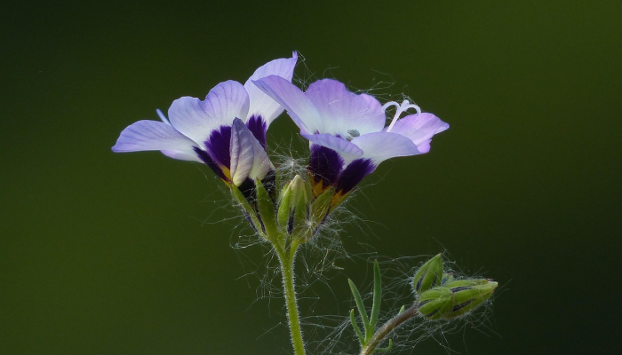辅助开挂神器“乐清麻将怎么开挂”分享必要外挂教程