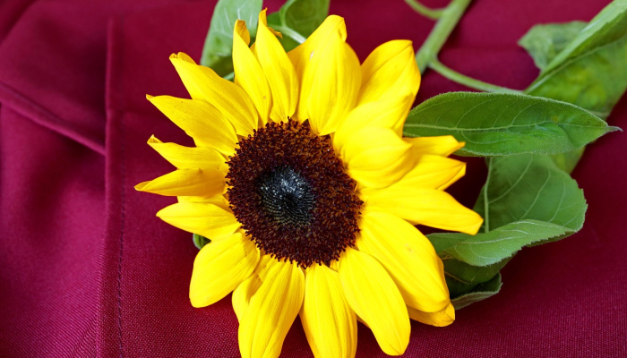 辅助开挂神器“开心武汉花有没有挂”其实确实有挂