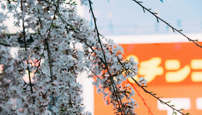 万能开挂辅助“麦穗真的有挂吗”开挂(透视)辅助教程