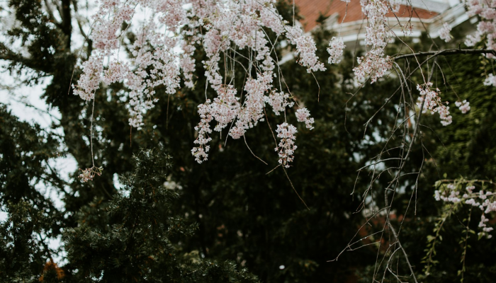 必看教程“樱花之盛确实真的有挂”太坑了真的有挂 必看教程“樱花之盛确实真的有挂”太坑了真的有挂