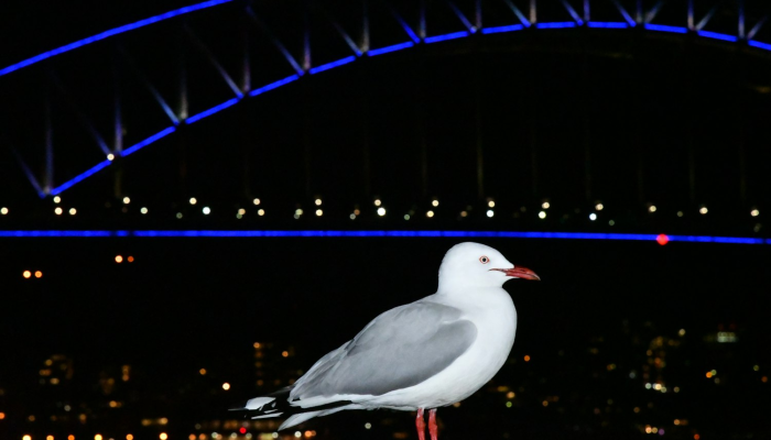 必看教程“新大海互娱有挂吗辅助+透视挂(开挂)2026必备