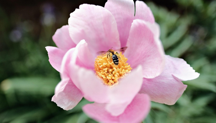 实测教程”开心武汉花是不是有挂”分享用挂教程 实测教程”开心武汉花是不是有挂”分享用挂教程