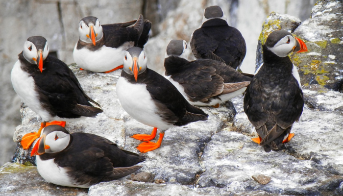 辅助开挂神器“微乐二七王是否真的有挂”开挂详细教程 辅助开挂神器“微乐二七王是否真的有挂”开挂详细教程