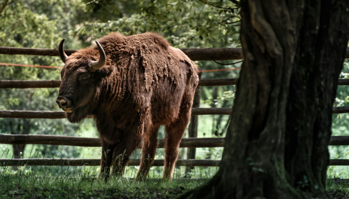 开挂辅助工具“八闽掌上麻将十三水挂”开挂(透视)辅助教程 开挂辅助工具“八闽掌上麻将十三水挂”开挂(透视)辅助教程