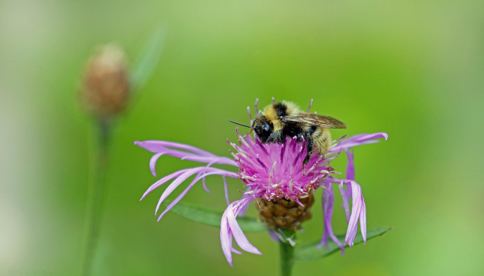 辅助开挂神器“博雅红河棋牌开挂器”开挂详细教程