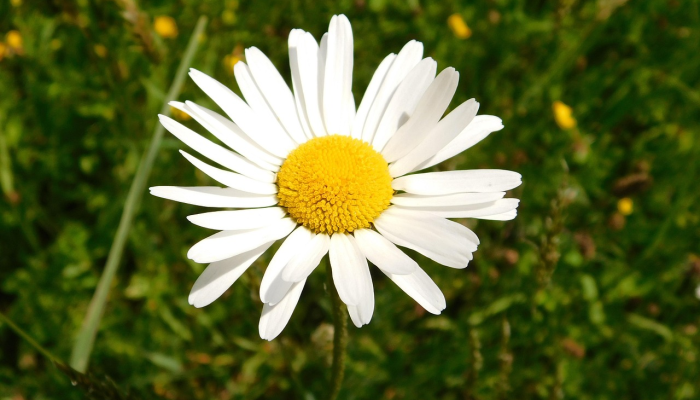 辅助神器“微乐二七王怎么开挂”(透视)其实确实有挂