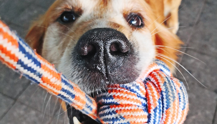 独家辅助解答“哈狗游戏十三道辅助”确实可以使用辅助