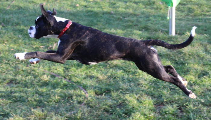 辅助开挂神器“广西八一字牌开挂辅助软件”分享用挂教程