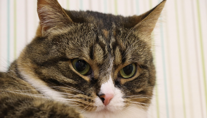 万能开挂辅助“金州水鱼真的有挂吗”开挂(透视)辅助教程