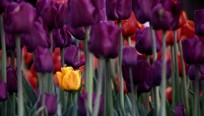 辅助开挂神器“wepoker是不是有人用挂 ”分享用挂教程 辅助开挂神器“wepoker是不是有人用挂 ”分享用挂教程