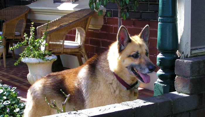 辅助神器“大齐山东麻将怎么开挂”其实确实有挂