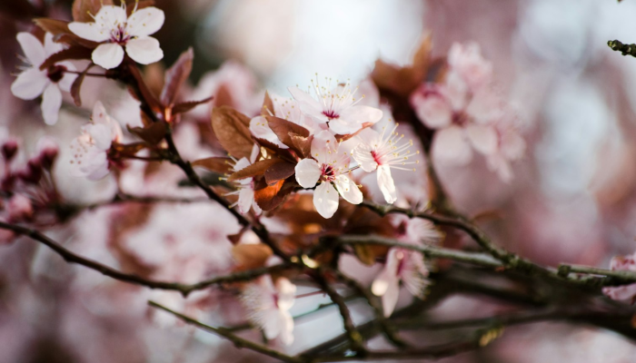 辅助神器“手机松滋麻将是不是有挂?”其实确实有挂