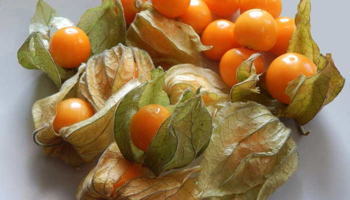 辅助神器“多乐跑得快16张开挂神器”(透视)其实确实有挂 辅助神器“多乐跑得快16张开挂神器”(透视)其实确实有挂