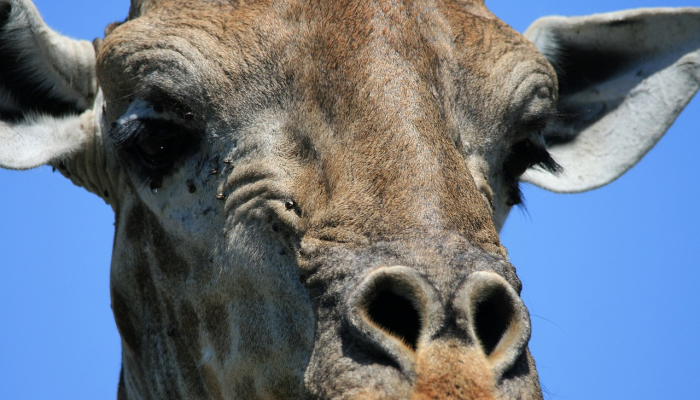 限时分享“玩呗斗牛要怎样才能开挂”开挂详细教程 限时分享“玩呗斗牛要怎样才能开挂”开挂详细教程