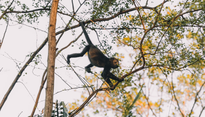 限时分享“摇钱树有挂吗真的有挂”开挂详细教程