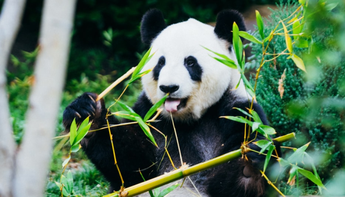 限时分享“熊猫竞技有没有挂”开挂详细教程 限时分享“熊猫竞技有没有挂”开挂详细教程