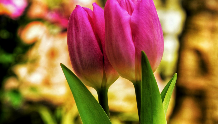 辅助神器“花花生活圈挂怎么开”其实确实有挂 辅助神器“花花生活圈挂怎么开”其实确实有挂