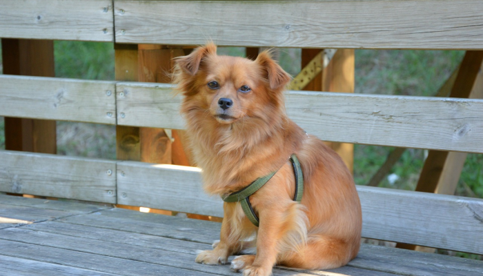 万能开挂辅助“哈狗游戏十三道辅助”开挂(透视)辅助教程 万能开挂辅助“哈狗游戏十三道辅助”开挂(透视)辅助教程