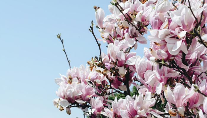 辅助开挂工具“樱花之盛确实真的有挂”详细分享装挂步骤