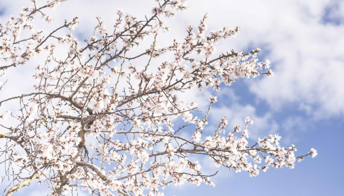 万能开挂辅助“樱花众娱有没有透视挂”详细分享装挂步骤 万能开挂辅助“樱花众娱有没有透视挂”详细分享装挂步骤