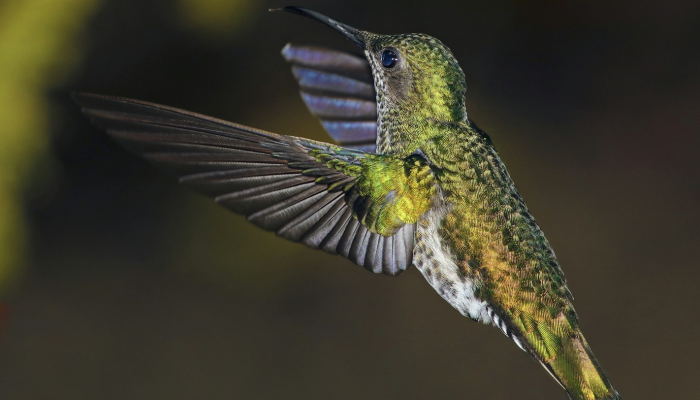 限时分享“新青鸟真的有挂吗”开挂详细教程 限时分享“新青鸟真的有挂吗”开挂详细教程