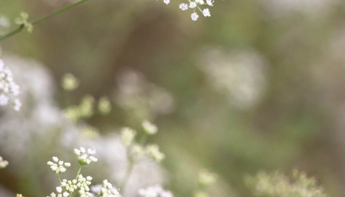 限时分享“天胡荽开挂透视”开挂详细教程