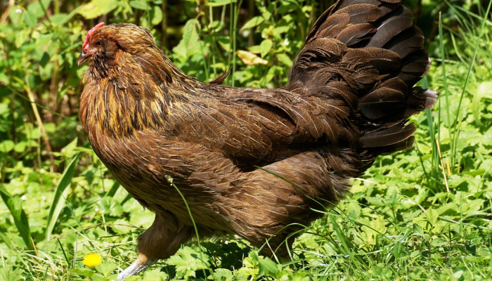 必备科技“开心安徽比鸡有辅助挂”开挂详细教程