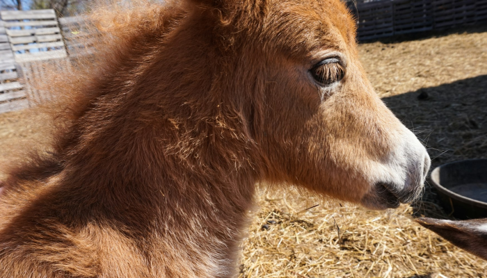辅助开挂神器“越乡游斗牛到底有没有透视挂”分享用挂教程