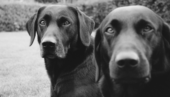 分享实测辅助“哈狗游戏十三道辅助”附开挂脚本详细步骤
